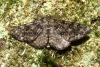 Deileptenia ribeata